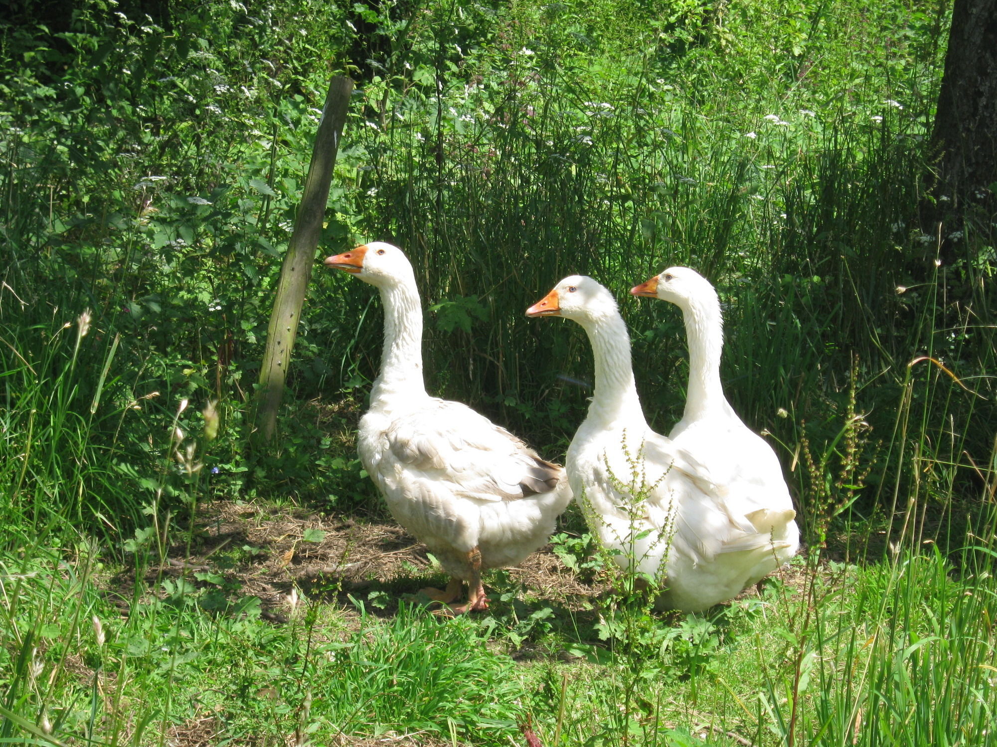 Hollamoor Farm Bed & Breakfast Barnstaple Bagian luar foto